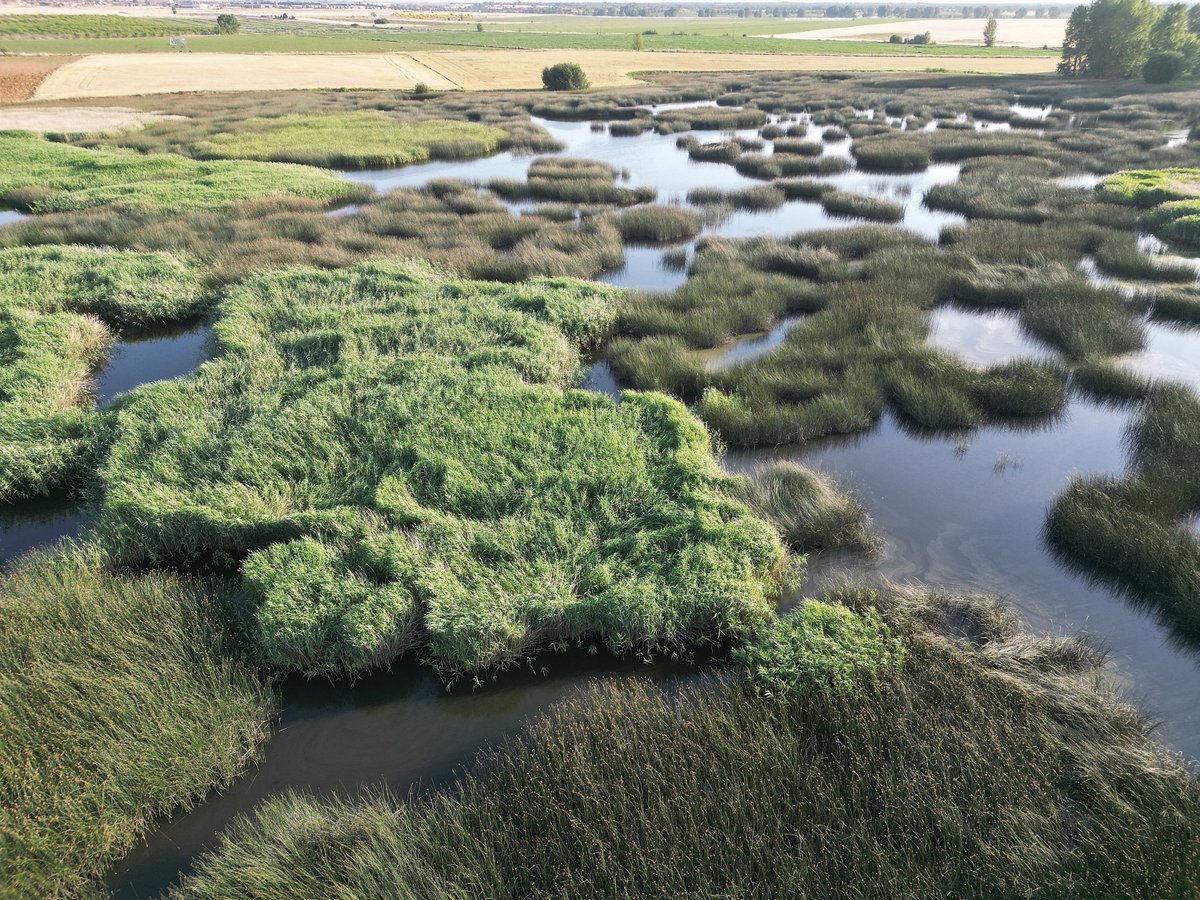 naturalezacyl's tweet image. En 2025 censamos con drones los humedales donde crían las garzas imperiales en #CyL. 
El dron permite mejorar la cobertura de censo y complementa los seguimientos que hacen #AAMM #CCMA y técnicos a las ardeidas. Permite localizar nidos de forma precisa sin molestias a las aves
