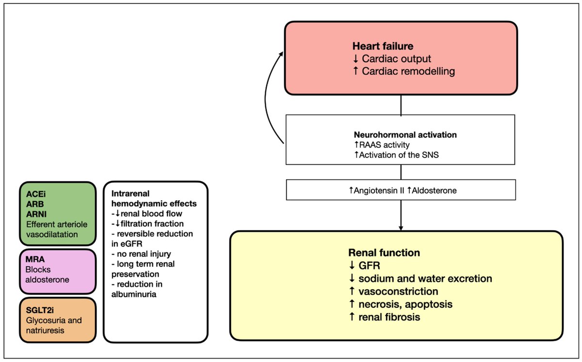 RAAS Modulation
 🔸 ACEi/ARB: Proven for HF + CKD; slows GFR decline
 🔸 ARNI (sacubitril/valsartan): Greater benefits in HFrEF, slows CKD progression
 🔸 Monitor: Hyperkalemia, early creatinine rise.
 🔸 MRA (e.g., spironolactone): Reduces cardiac fibrosis &amp; mortality in HF.