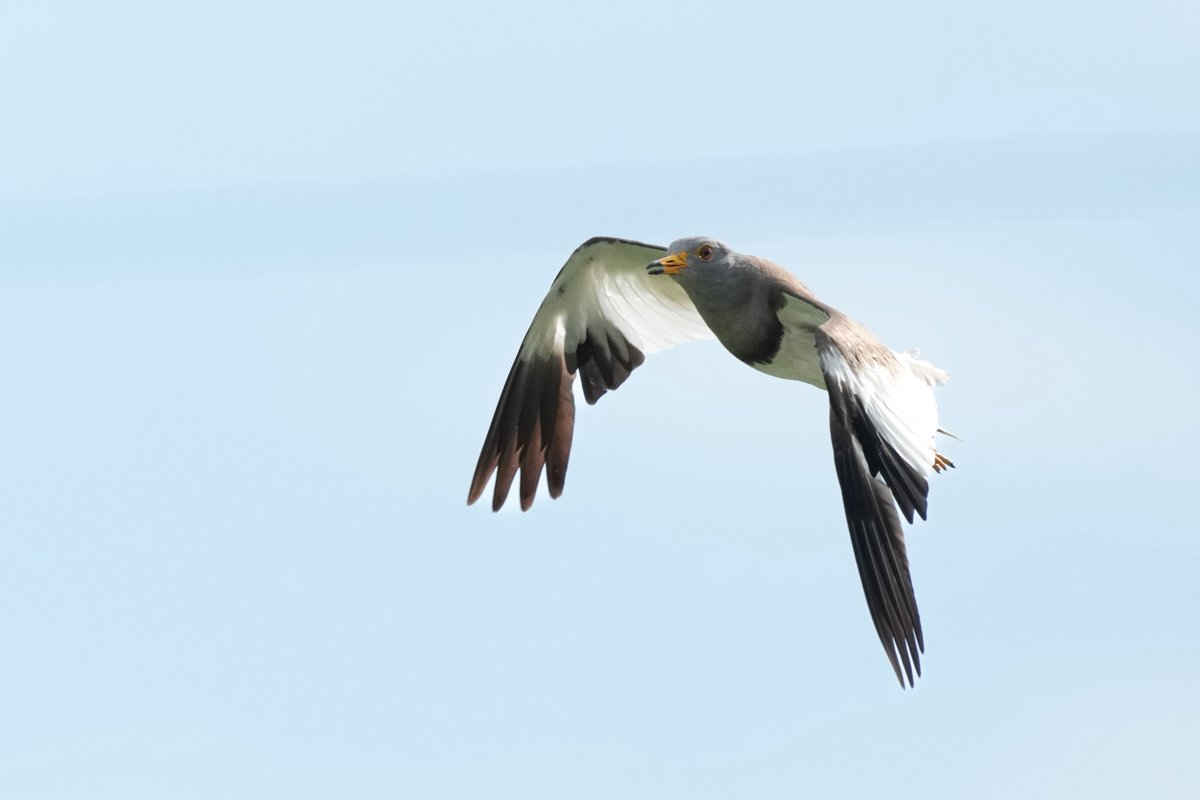 本日はケリを見に行ってきました