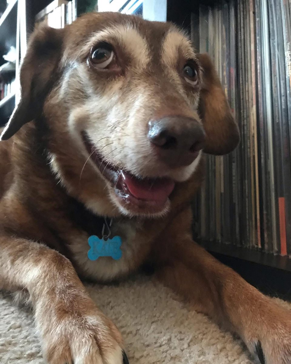 From the vaults. Listening to records from 6 years ago today. #dogsoftwitter #katethedog #imissyou #rainbowbridge