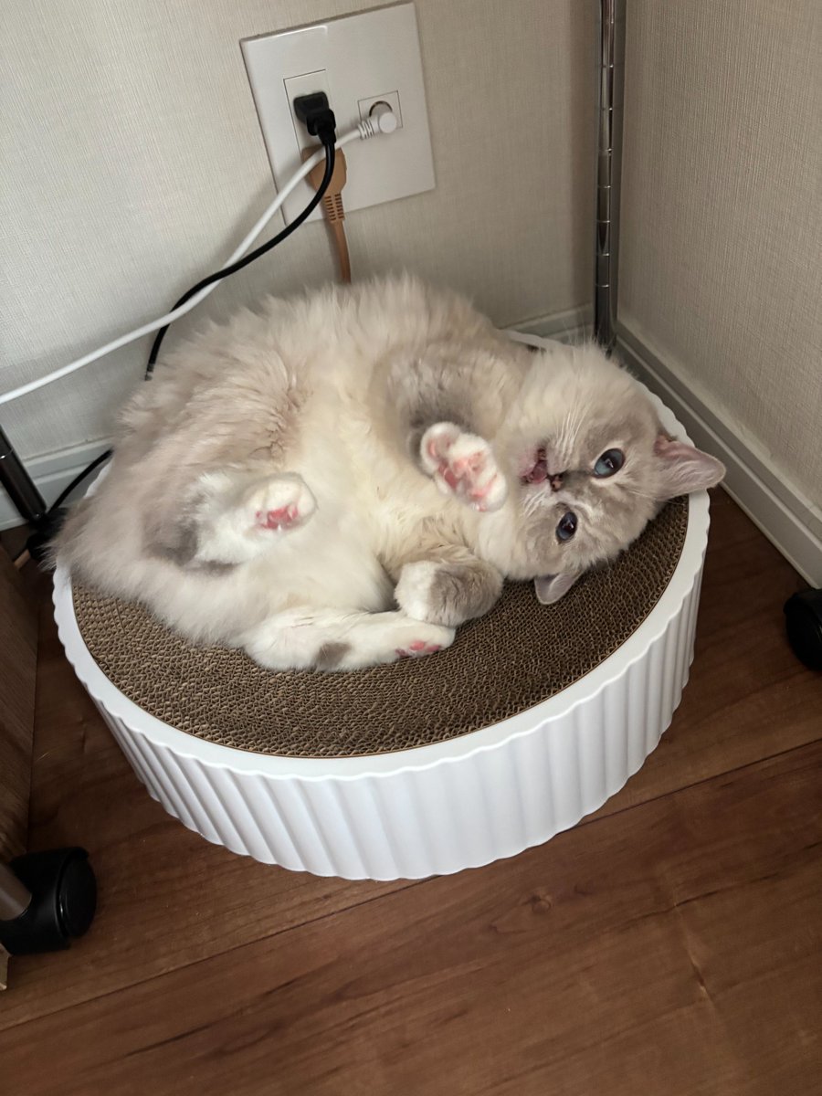 もにゃと保護猫ベル🐈 tweet media