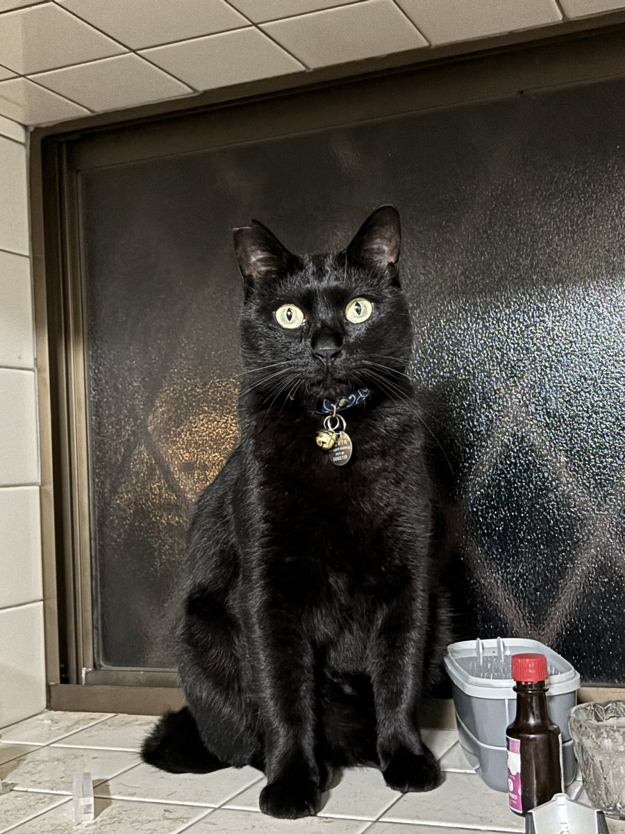 夏の時期になると
ヤモリを目当てに
キッチンの窓にいること多いんよね