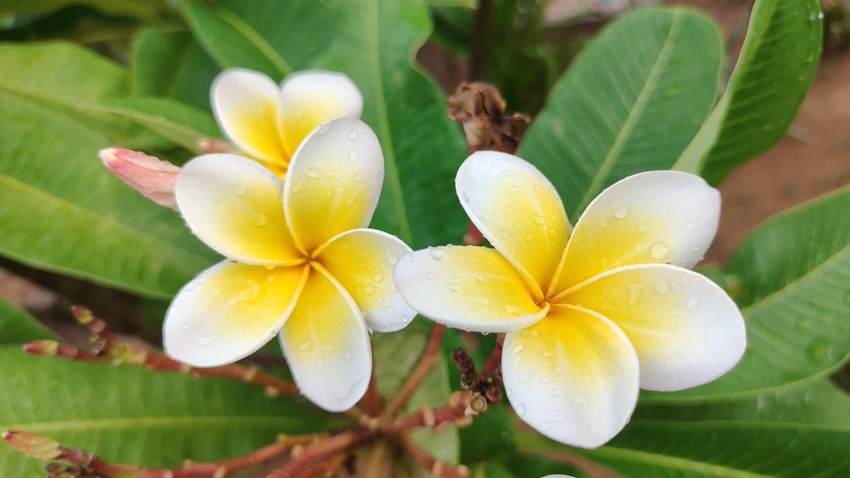 RaviRao018's tweet photo. #postrainmagic✨ https://t.co/PMRQ1FEsZt