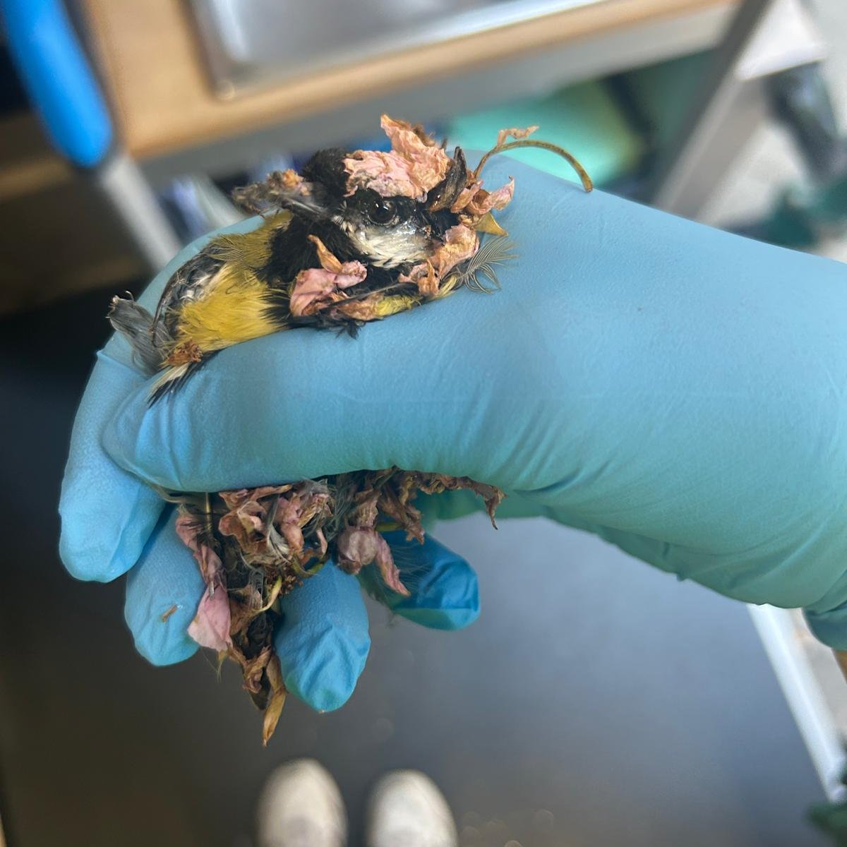 Dit koolmeesje zat vast op een lijmplank en belandde daarna op de grond tussen de bloesemblaadjes.