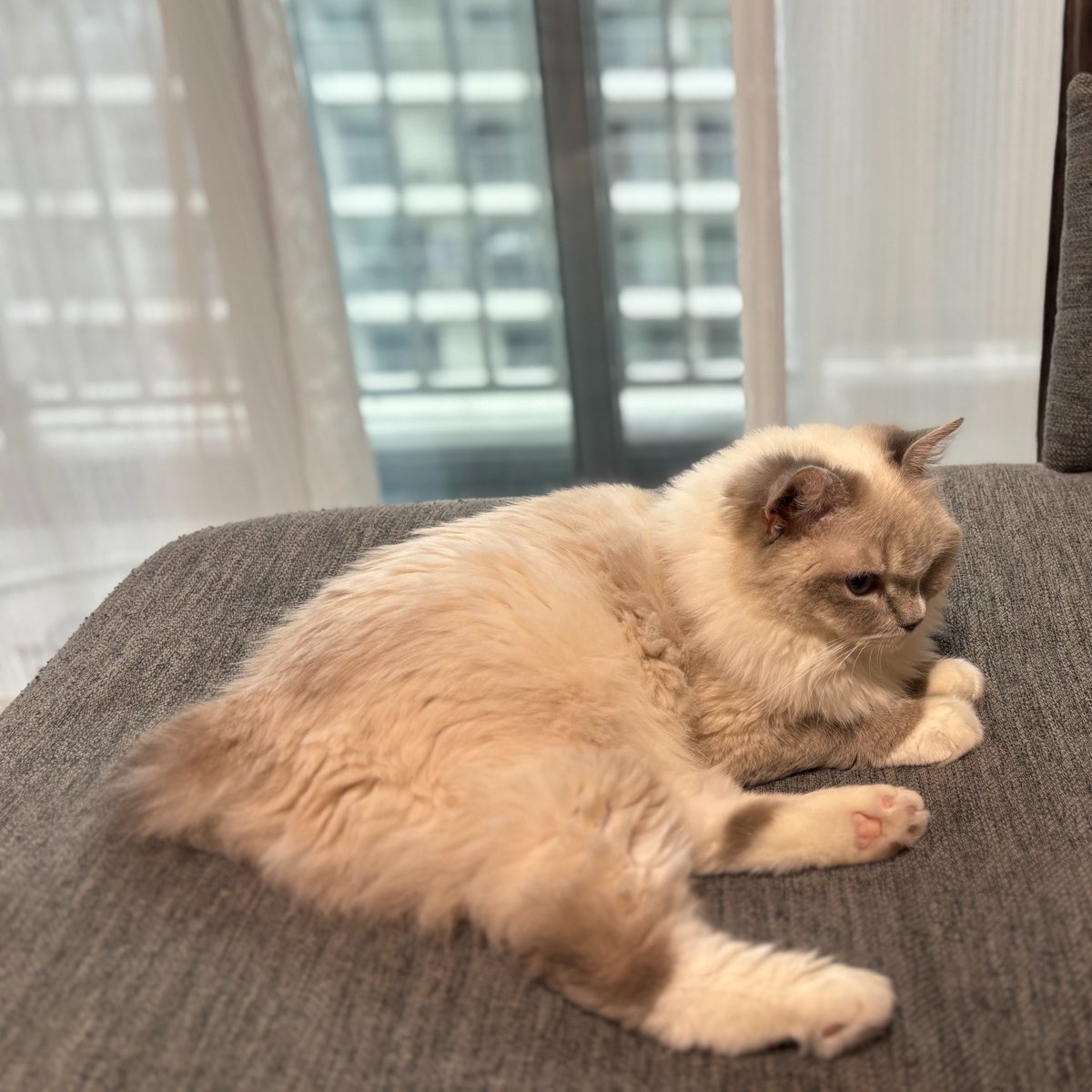 もにゃと保護猫ベル🐈 tweet media