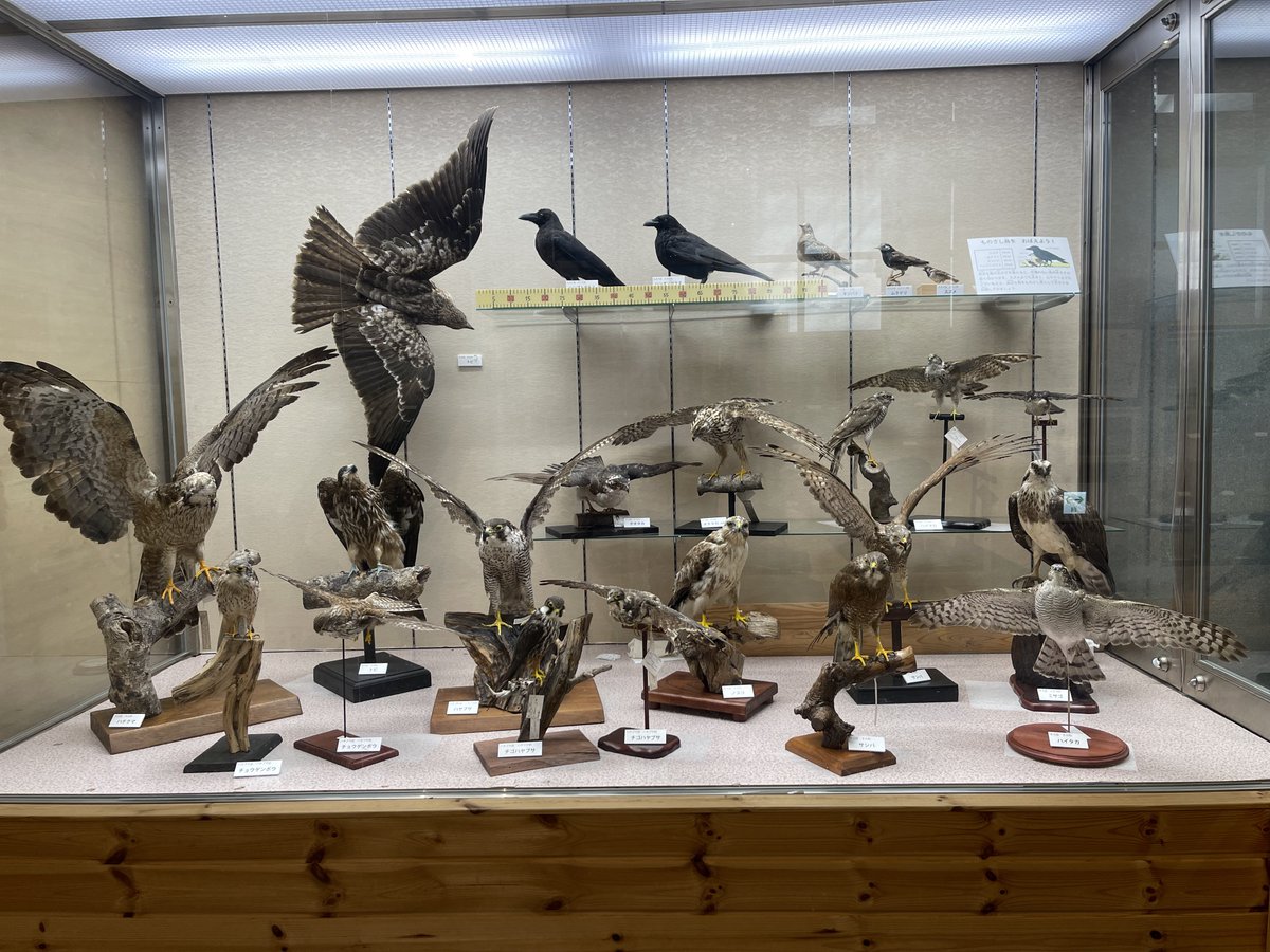 高槻市立自然博物館あくあぴあ芥川とても良い施設でした