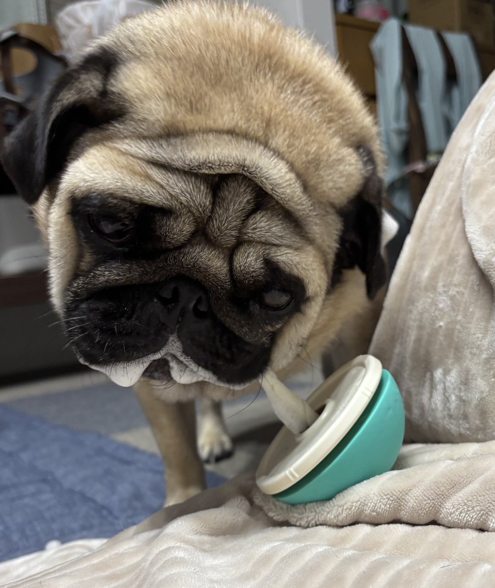 おやつ食べてるとヨダレ出過ぎてアワアワになるパグ

#pug #パグ