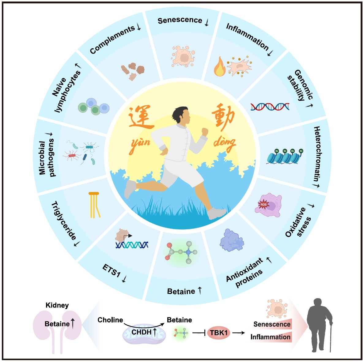 A new study by a Chinese research team exploring how exercise helps the body at a molecular level has discovered that a substance called betaine can mimic the effects of exercise and may support healthy aging. (Journal Cell)