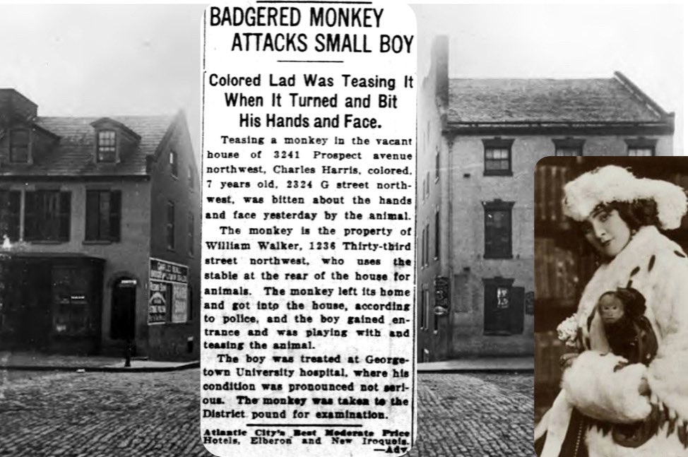 petulad's tweet image. June 26, 1925 - Pet monkeys were fashionable #100YearsAgoToday. Still, it was random to see a matter-of -fact, monkey attack in Georgetown questioning the boy’s behavior over the monkey’s running a monk. Also, the monkey hideout is now a new, boutique ice cream shop. #retropolis