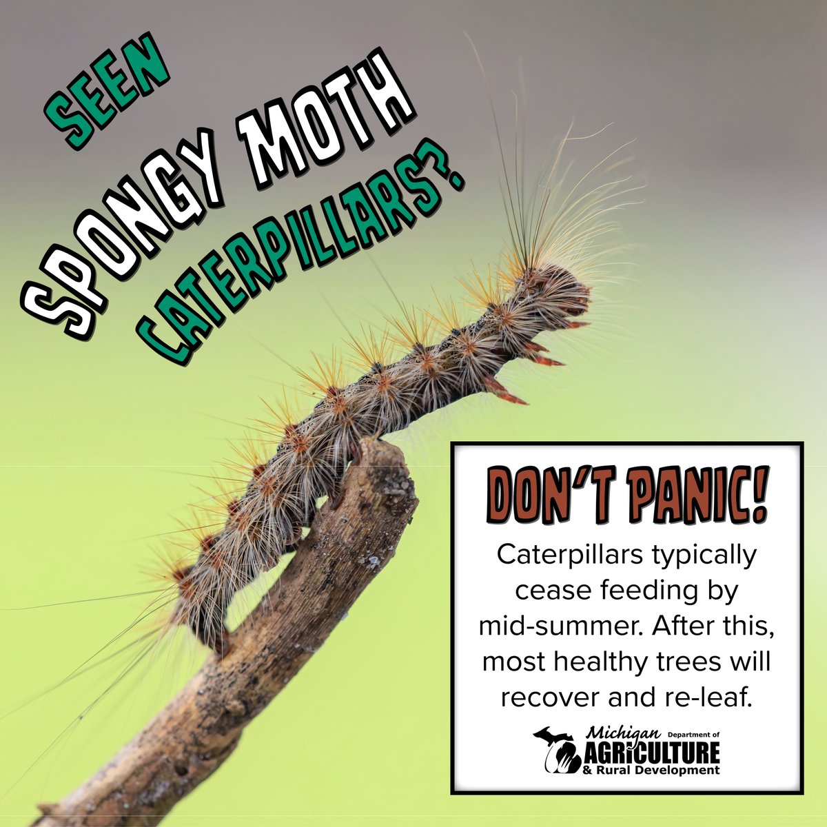 MichDeptofAg's tweet image. Are your trees affected by spongy moth caterpillars? Re-leaf is coming!
Learn more: michigan.gov/invasives/id-r…