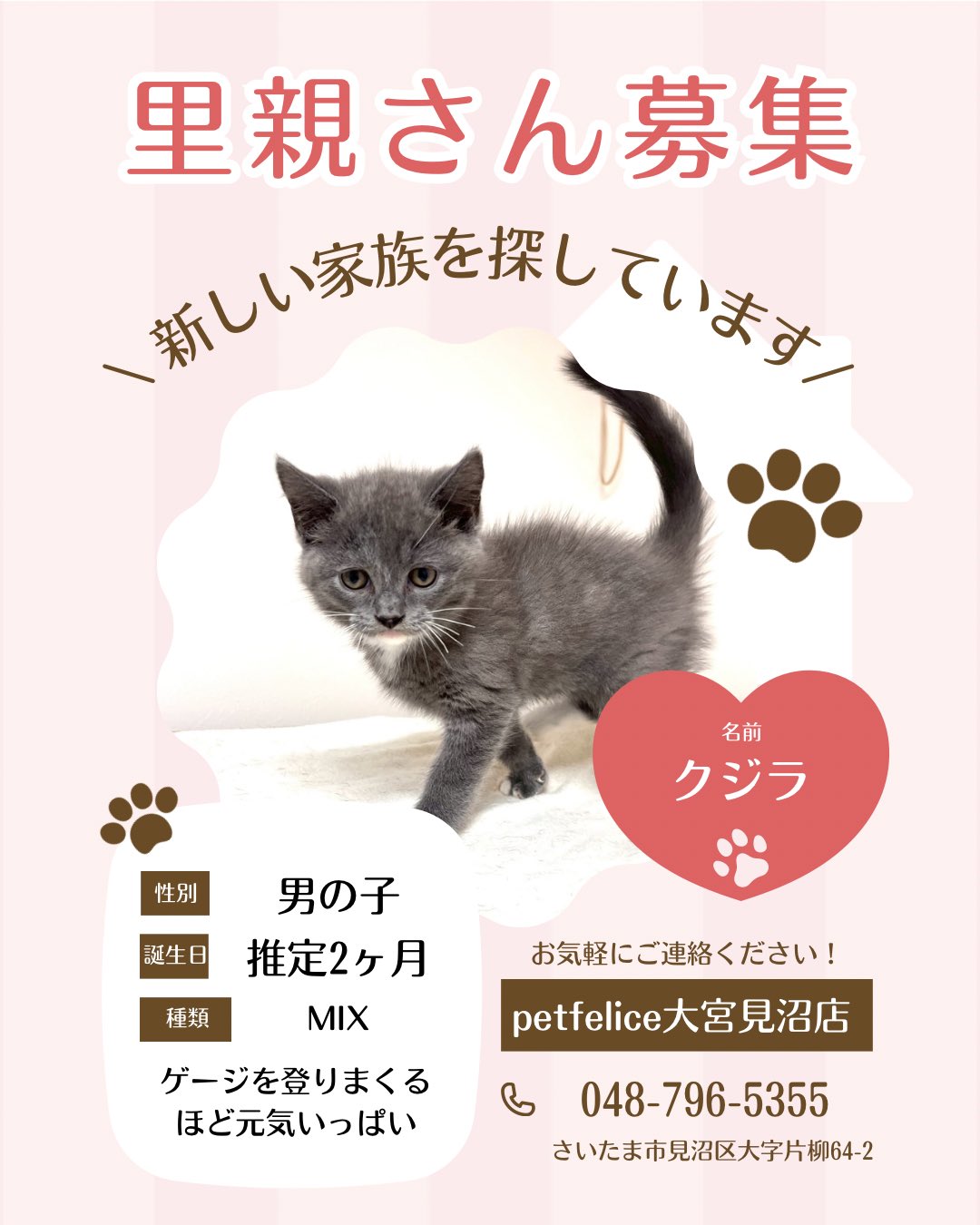 petfelice保護犬猫シェルター大宮見沼店 on X: 