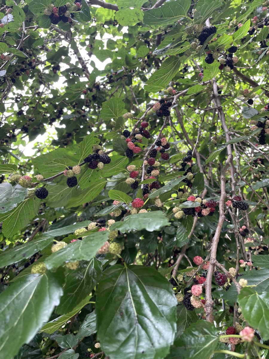 Heavy laden, mature black mulberry tree overhanging the grounds of Southwark Cathedral. Free food in Borough market!