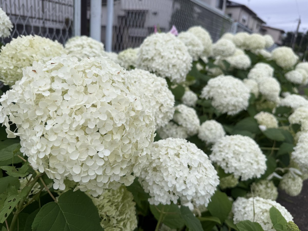 yuu_kooooooo's tweet photo. 白い紫陽花🤍
紫陽花の色って土壌の性質によって色が変わるって聞いたことあるんだけど白い紫陽花が咲く場合は紫陽花自体に色素がないみたい🫣
めっちゃ綺麗よね https://t.co/rq0PccWUSb