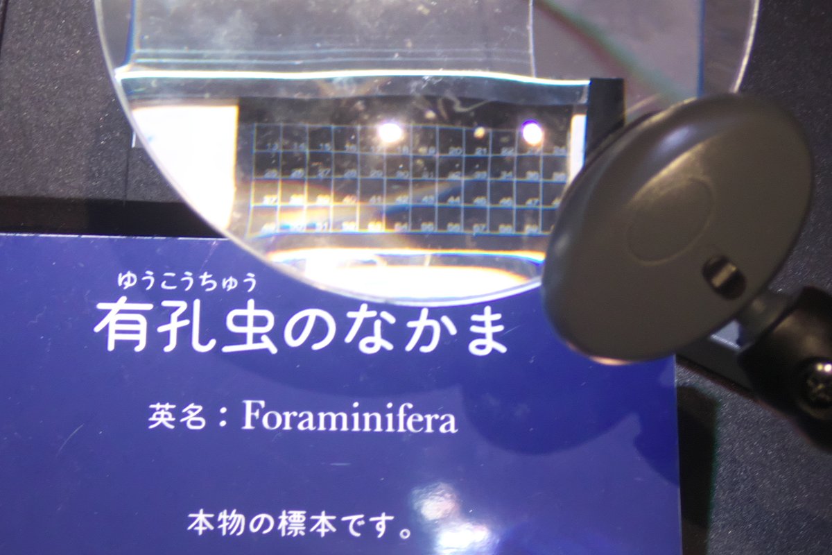 microscope61's tweet photo. TeNQの企画展「海中の宇宙遊泳」に行ってきた。よかったのは生きた放散虫や有孔虫の動画だけ。放散虫や有孔虫の魅力が伝わってこない。模型は多いが、実物は少なく、顕微鏡が安物できれいに見えない。有孔虫の標本をルーペで拡大していたが見えるわけがない！ #TeNQ #海中の宇宙遊泳 #放散虫 #有孔虫 https://t.co/c26rJHdAsr