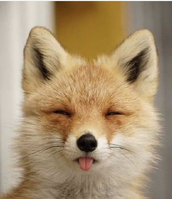 Fox (@hourlyfox) on Twitter photo 