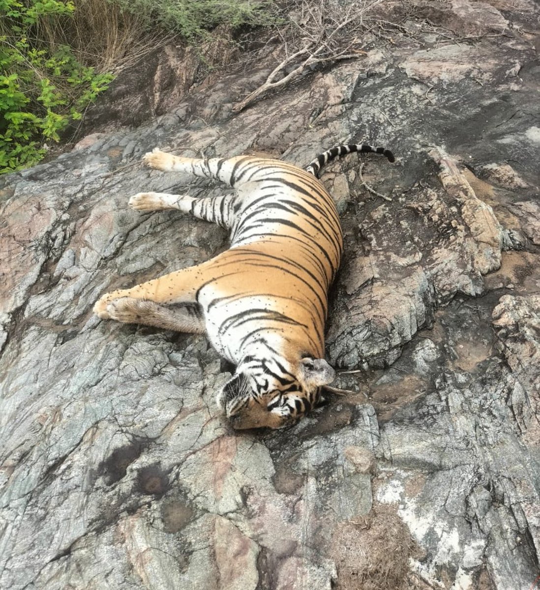 RithinPm's tweet photo. Horrific pictures emerging from MM Hills, three majestic tigers have been found dead under suspicious circumstances. 

Authorities must investigate this thoroughly and strengthen conservation efforts. @eshwar_khandre @aranya_kfd 

#TigerConservation #WildlifeProtection https://t.co/y1GEojir0x