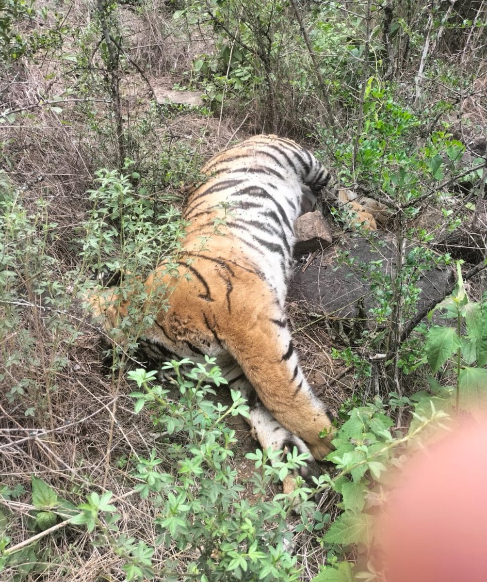 RithinPm's tweet photo. Horrific pictures emerging from MM Hills, three majestic tigers have been found dead under suspicious circumstances. 

Authorities must investigate this thoroughly and strengthen conservation efforts. @eshwar_khandre @aranya_kfd 

#TigerConservation #WildlifeProtection https://t.co/y1GEojir0x
