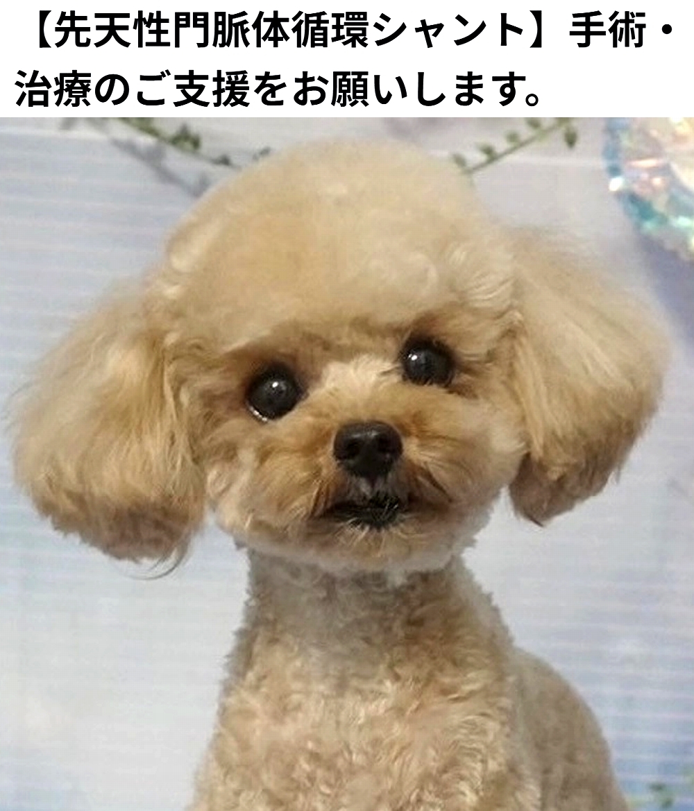 🆘#拡散希望🆘
るか くん の先天性門脈体循環シャントの手術・治療費のクラファンへの御協力お願いします🙇‍♂️
↓
readyfor.jp/projects/luca2…

残り2日で、達成率20%(残り72万円)と、大変 厳しい状況です！
達成率が100%に達しないと支援金を受取る事が出来ません。

ご支援宜しくお願い致します🙇‍♂️