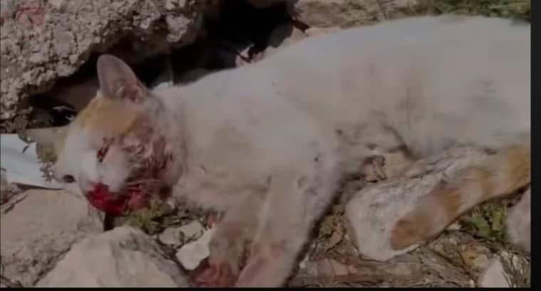 theAleppoCatmen's tweet photo. Remember the cat with the badly broken jaw? The one lying by the roadside in the rubble and the heat?
We weren’t even sure if he would make it back to the sanctuary.
Well, just look at him today!
Fully healed and living his best life at Ernestos Sanctuary for Cats in Syria. https://t.co/yZKkThjq2B