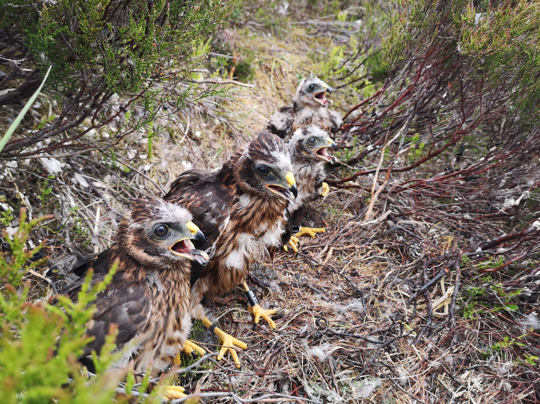 🦅 Over 100 Hen Harriers killed or vanished in 5 years.
Most incidents linked to grouse moors. Not one conviction in England. ❌

🔍 Read the RSPB’s shocking findings:
👉 bird-watchers.com/uk-hen-harrier…

#HenHarrier #WildlifeCrime #RaptorPersecution

📸 RSPB Investigations