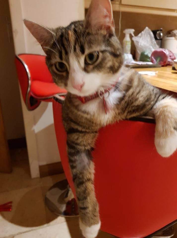 CatsMissing's tweet photo. #LetsFindMitzie
STILL MISSING💔
STILL SEARCHED FOR💔
🙏PLEASE, KEEP SHARING FOR MITZIE & HER FAMILY
Vanished 25/9/18 from her home in Littleworth Lane, Belton In Rutland #Oakham #LE15 nr Uppingham #Rutland
Tabby & White
Spayed Chipped #ScanMe #MissingCatsUK
#MissingNeverHeals 💔 https://t.co/8umeyXWUyn