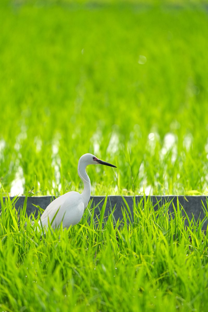 「佇む」

#野鳥
#コサギ