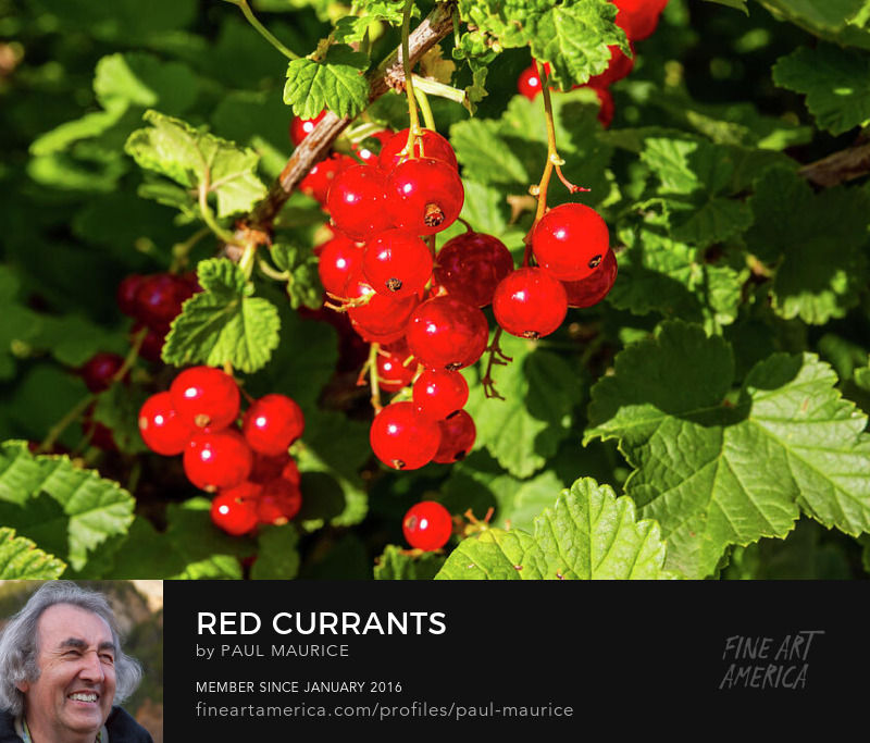 apollo0300's tweet photo. New artwork for sale on Fine Art America!
Red currants
https://t.co/I0hSID64ds
#currants #berries #sunlight #garden #fruits #summer #fineartamerica https://t.co/e21BWhEjZ3