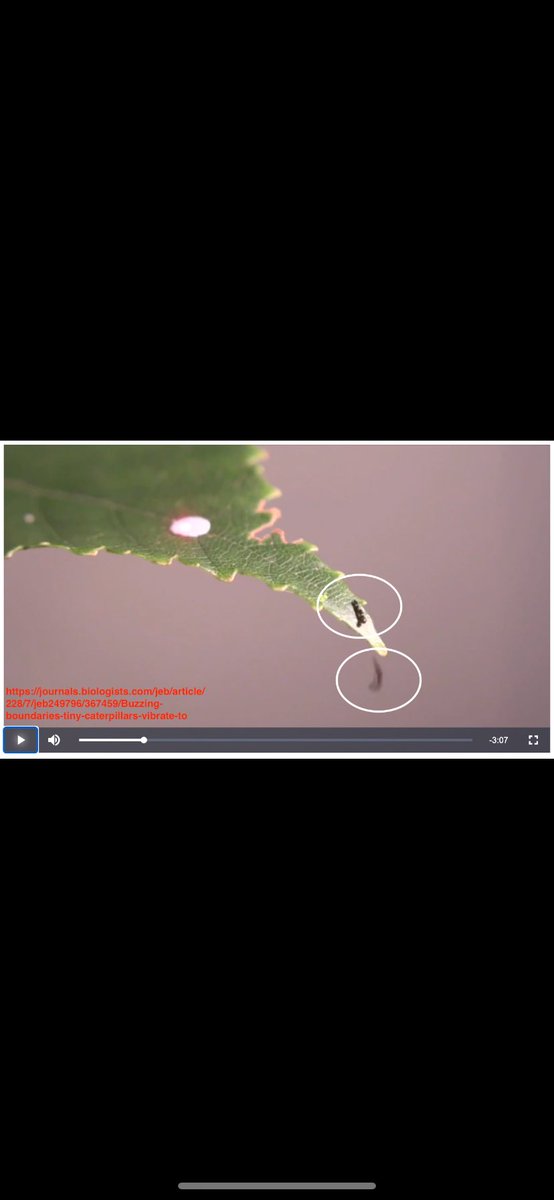wti_pod's tweet image. Babes!!🚨This Tiny Caterpillar Defends The Tiniest Territory Known + We Need To Talk About The Man Vs Horse Marathon
Today is all about VICTORY! Join me as we watch a dance-off between newborn creatures and humans attempting to outrun a horse. open.spotify.com/episode/7mbq9I…