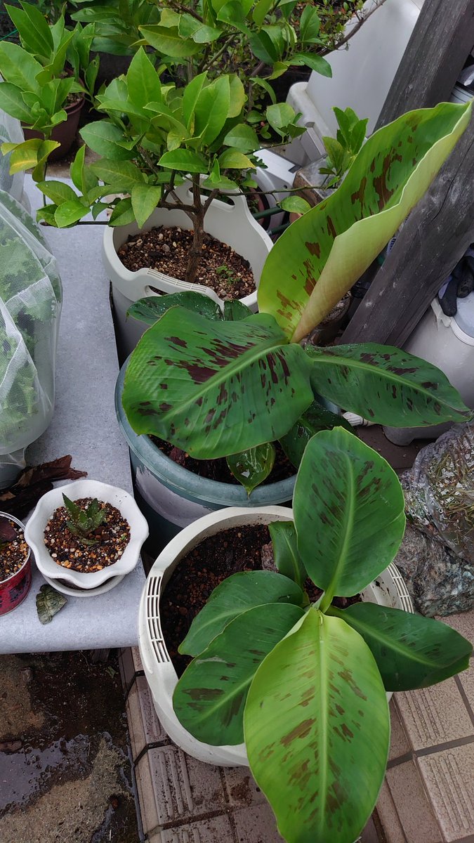 モンキーバナナ脇芽大きくなってきたから鉢2つにした(°▽°)
大きくなぁれΨ(￣∇￣)Ψ