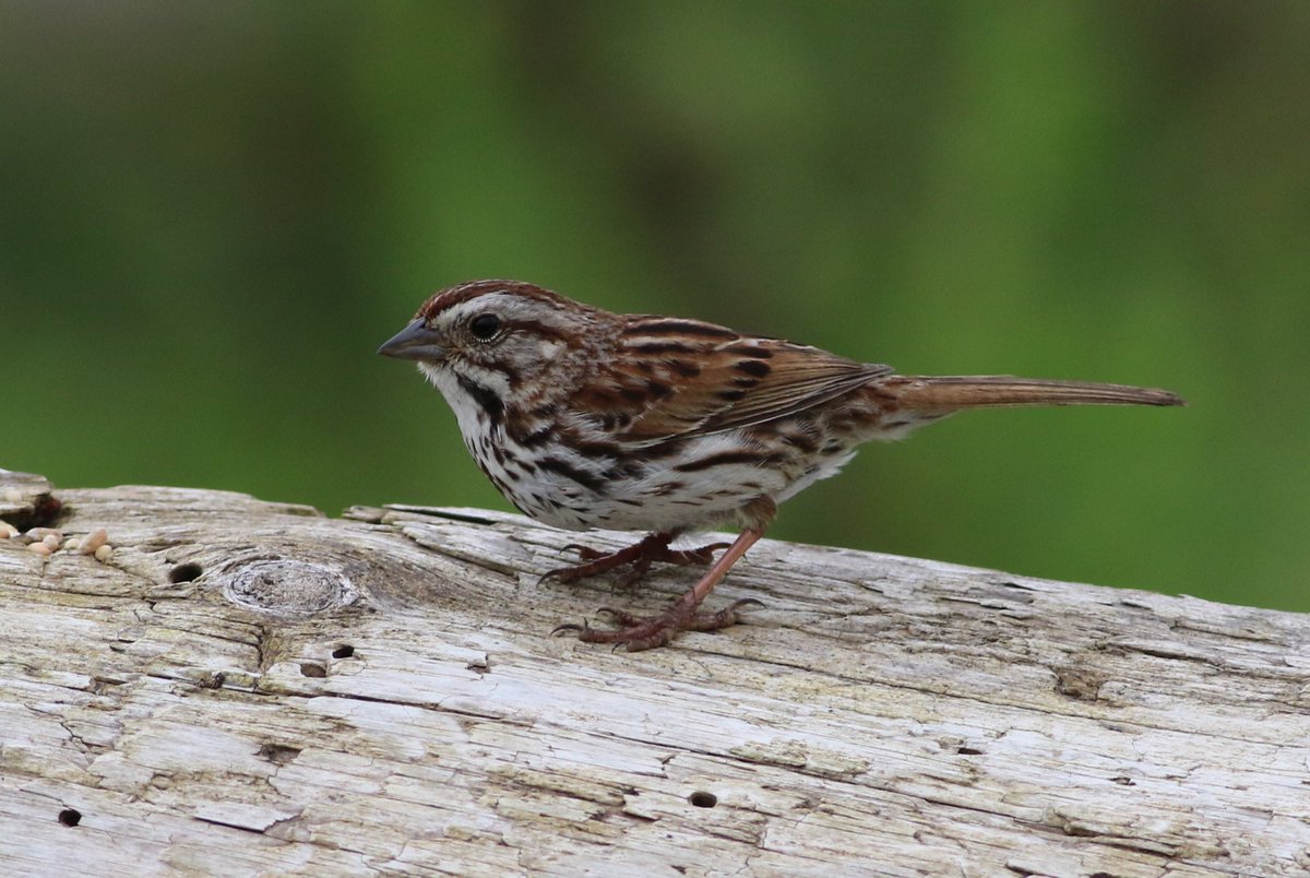 leturkbirder's tweet photo. Great to get out to Tory Island, Donegal for the Song Sparrow. A first for Ireland..@BirdGuides https://t.co/UHlUazJU77