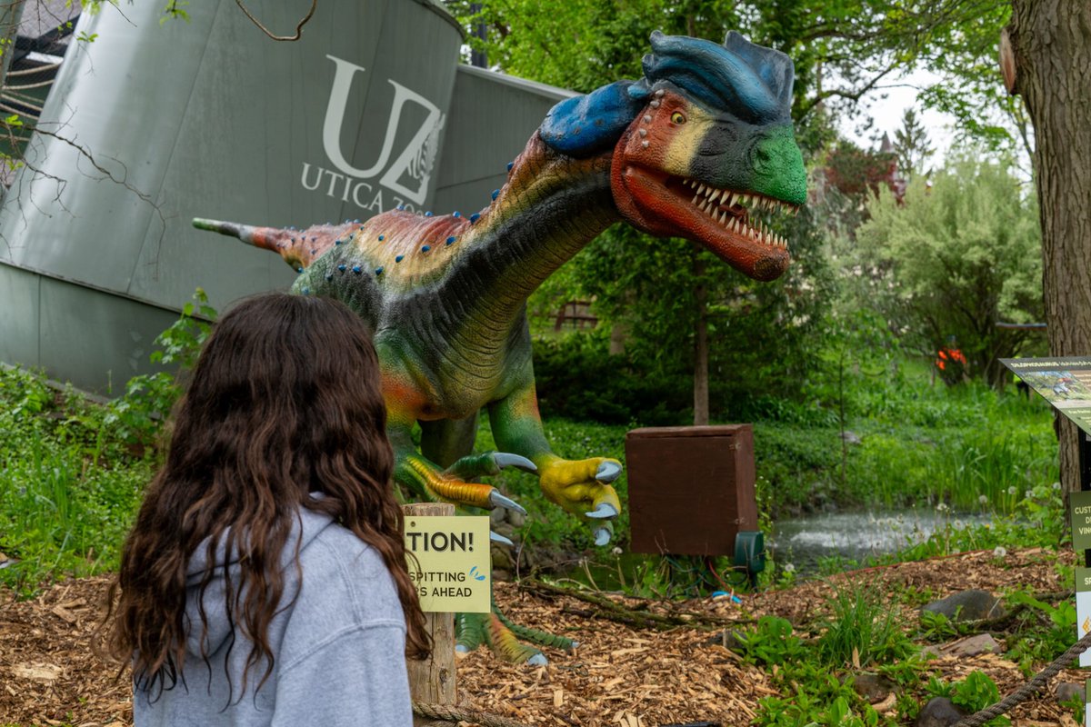 🦕 Careful—this Dilophosaurus might splash you! 💦 

With twin crests and Jurassic speed, it’s one of the earliest big predators—just don’t stand too close. 💧 See it at Dino Discovery! 

👉 UticaZoo.org/DinoDiscovery #UticaZoo 

#DinoDiscovery #Dilophosaurus