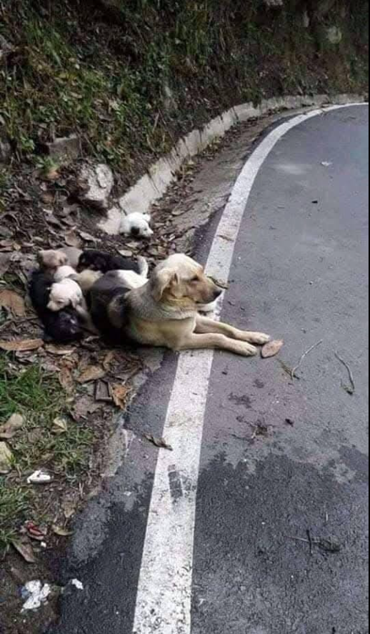 TweeetsOfDogs's tweet photo. They left her there, alone with her puppies.
There she is, lying on the side of the road, looking into the distance... as if she still hopes her human will come back to get her.
She doesn't understand what she did wrong. She doesn't understand why she was betrayed.
But she doesn't give up. Because a dog loves, always.
Having a dog means welcoming a new member into the family, not an object to throw away when it becomes inconvenient.
💔 If you truly love animals, never abandon them.