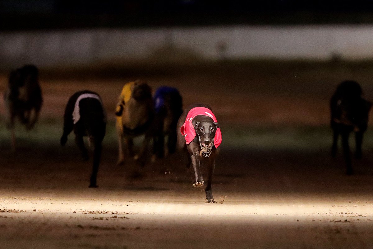 Reminder to those watching coverage of racing on Saturday, with sisracing.tv covering Saturday’s action at Shelbourne Park including the Final of the Donal Beatty Memorial Corn Cuchulainn &amp; the Semi Finals of the Champion Stakes racing will begin at the earlier time of