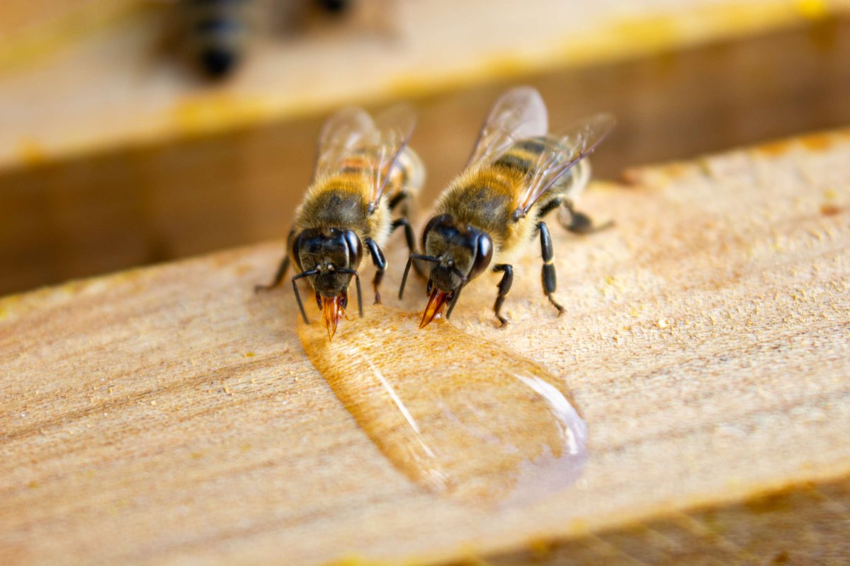 Fun Farm Fact: #Honeybees need water for more than just drinking! They collect water and take it back to the hive to feed young bees, regulate the temperature of the hive, and to thin honey when it crystalizes.🐝