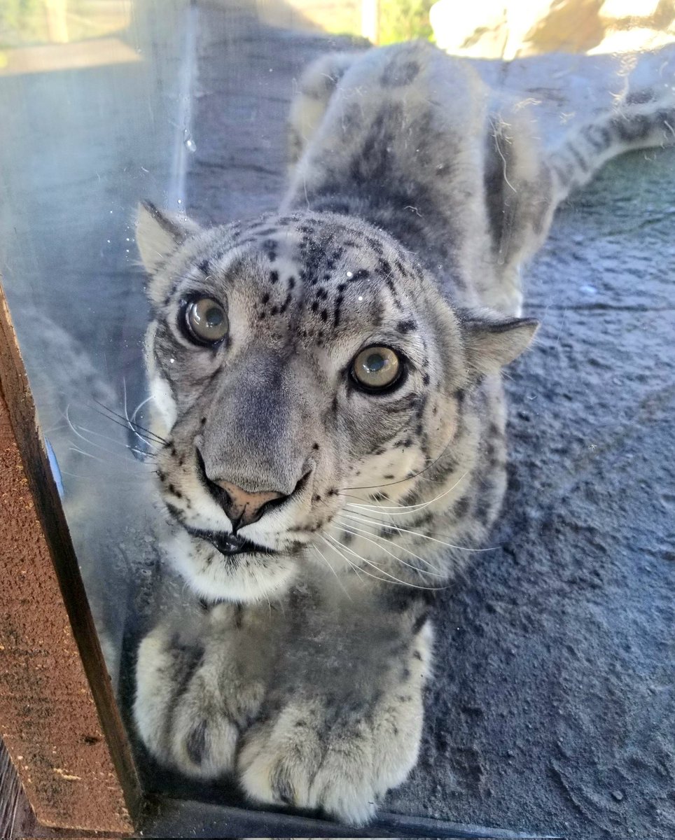 pitiful specimen #plaintive #woeful #snowleopard