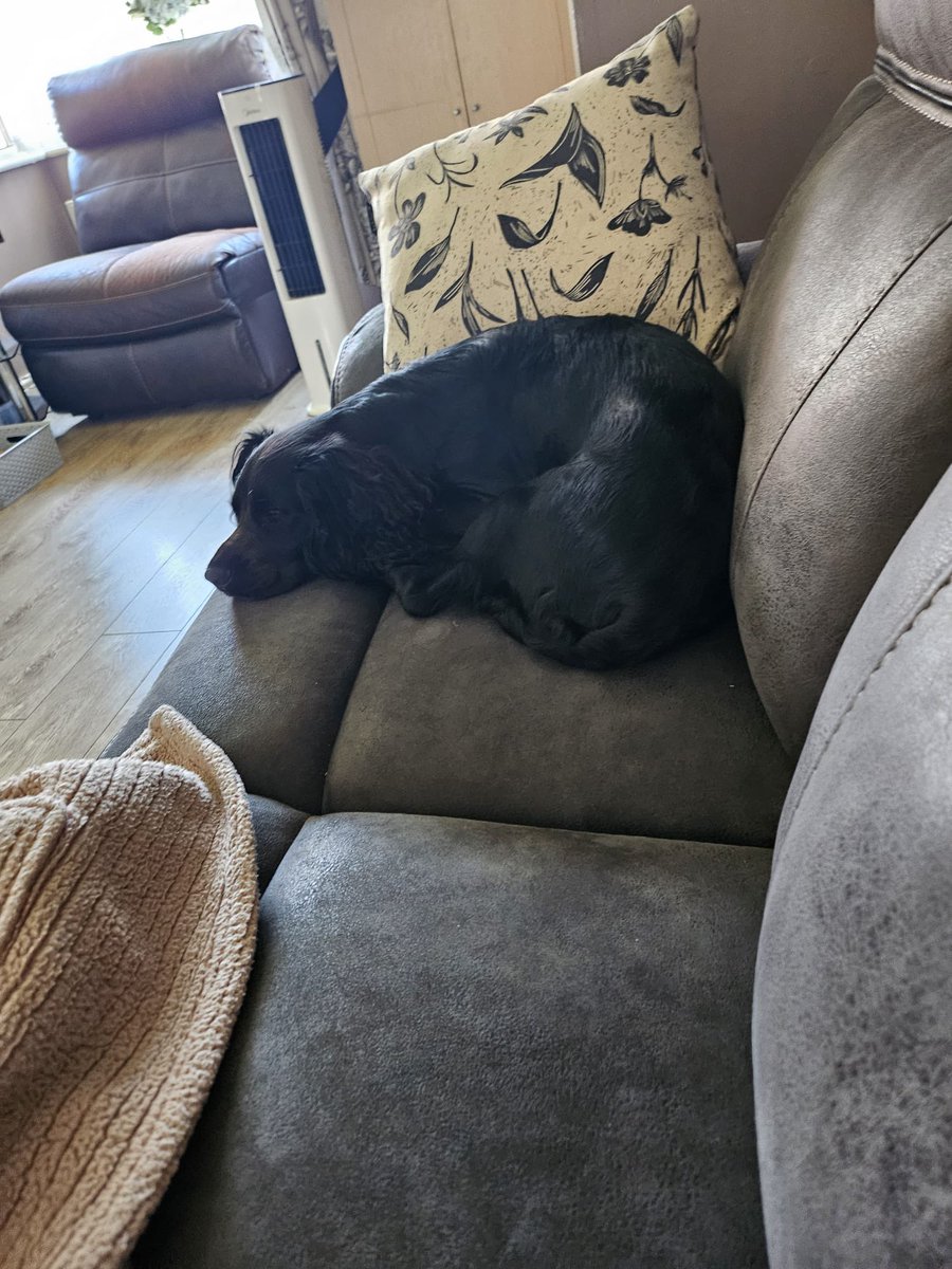Poppy Poo 🥰🐶🐾 #CockerSpaniel