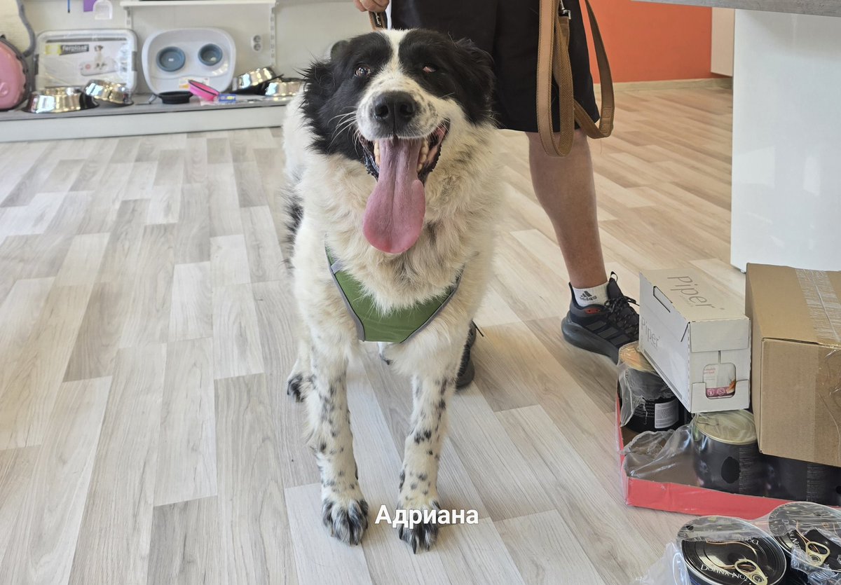 Spotty heeft haar behandeling weer gehad en mag weer mee naar huis. In de winkel naast de kliniek lekkere blikken vlees gehaald en een nieuw tuig om te wandelen. Dat is beter dan een halsband. Deze vrolijke dame is weer super blij.😄
