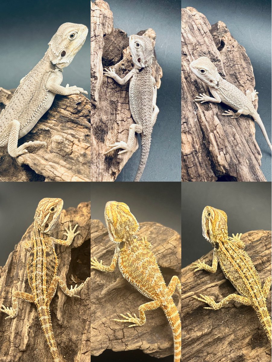 Reptiles Shop Queen on X