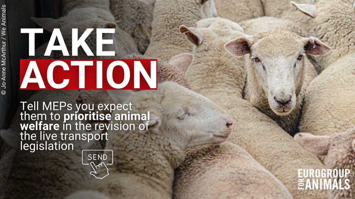 Act4AnimalsEU's tweet image. ‼️ ACT NOW
Help us save the Transport Regulation!
The EU is updating its laws on #LiveTransport, but so far, several MEPs have been actively trying to weaken or remove the #AnimalWelfare measures in this sector.
It's time to step in! Send an email ✍️ bit.ly/4e2qqvw