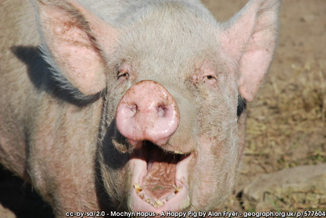 Logainm.ie (@logainm_ie) on Twitter photo Glaise na Muice i mBÁC
Glassamucky Dublin
logainm.ie/en/17438
'glas / glaise' = a stream, a rivulet
'muc' = pig
'the stream of the pig' Glaise na Muice i mBÁC
Glassamucky Dublin
logainm.ie/en/17438
'glas / glaise' = a stream, a rivulet
'muc' = pig
'the stream of the pig'