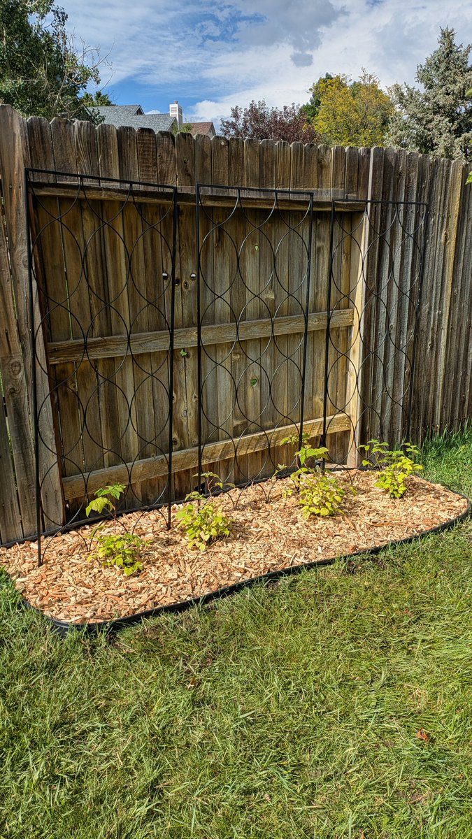 #HappyThursday 
I finished making a garden bed for raspberries yesterday. 💚 🌱