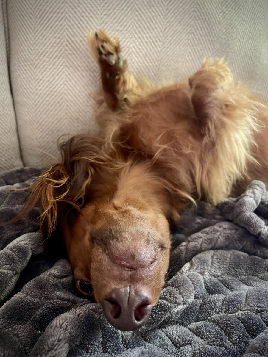 Sherman dealing with the heat wave☀️🔥☀️🔥☀️ Not a care in the world ❤️❤️❤️