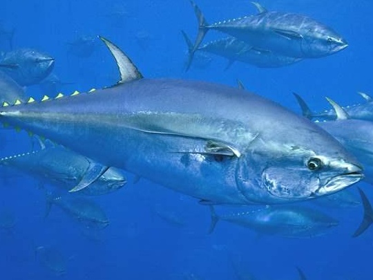 Spanish recreational anglers who tought to catch a bluefin in the summer can stay home. Their colleagues caught the allocated bluefin quota to sport fishers within two days after the fishing season started on...zurl.co/0lfVJ #Spain #bluefin