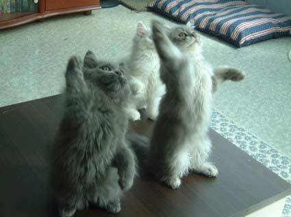 AutomatedCats's tweet photo. Here's a new cat! #cats #CatsOfTwitter https://t.co/j2jOwSFB1K