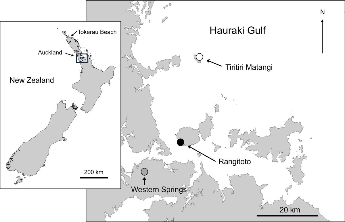 Seabirders's tweet image. 📉 New research on southern black-backed gulls (karoro) in Tāmaki Makaurau | Auckland shows how urban sprawl is reshaping coastal ecosystems. Scientists found karoro have shifted from marine diets to more land-based, human-derived food. buff.ly/KbgVPEy
