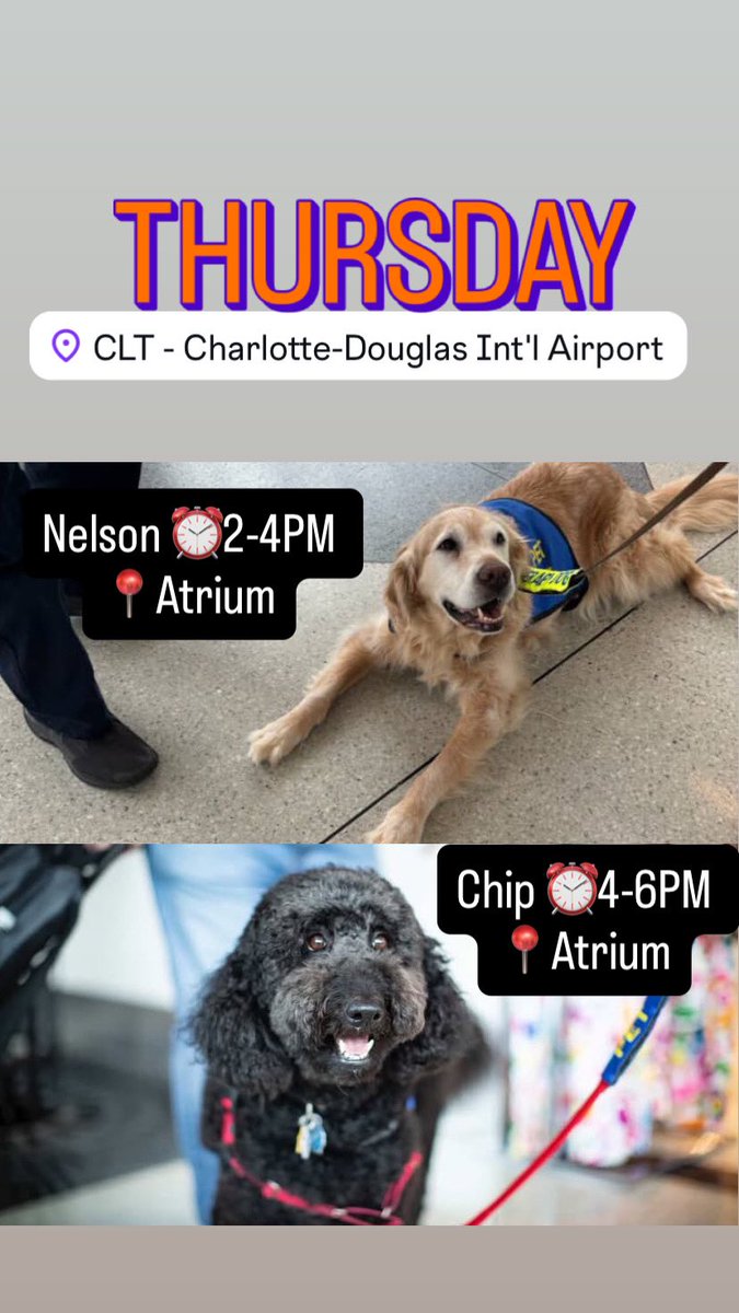 Airport Therapy Dogs (@aptherapydogs) on Twitter photo June 26, 2025
Nelson ⏰2-4PM 📍Atrium
Chip ⏰4-6PM 📍Atrium <a href="/CLTAirport/">CLT Airport</a>
#airporttherapydogs #cltairport #cltcaninecrew June 26, 2025
Nelson ⏰2-4PM 📍Atrium
Chip ⏰4-6PM 📍Atrium <a href="/CLTAirport/">CLT Airport</a>
#airporttherapydogs #cltairport #cltcaninecrew