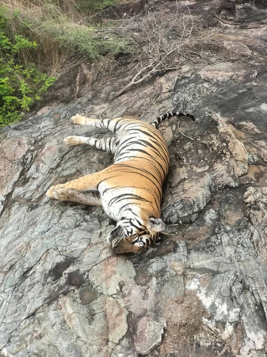 Vedavyas Kamath (@vedavyasbjp) on Twitter photo ಹುಲಿ ಸಂರಕ್ಷಣೆಯಲ್ಲಿ ದೇಶದಲ್ಲಿಯೇ 2ನೇ ಸ್ಥಾನದಲ್ಲಿರುವ ನಮ್ಮ ಕರ್ನಾಟಕದ ಮಲೆ ಮಹದೇಶ್ವರ ಬೆಟ್ಟದ ಅರಣ್ಯ ಪ್ರದೇಶದಲ್ಲಿ 4 ಹುಲಿಗಳು ಅನುಮಾನಾಸ್ಪದವಾಗಿ ಸಾವನ್ನಪ್ಪಿರುವ ಘಟನೆ ಆತಂಕಕಾರಿಯಾಗಿದ್ದು <a href="/INCKarnataka/">Karnataka Congress</a> ಸರ್ಕಾರ ಕೂಡಲೇ ಸೂಕ್ತ ತನಿಖೆ ನಡೆಸಿ, ಹುಲಿ ಸಂರಕ್ಷಣೆಗೆ ಹೆಚ್ಚಿನ ಕ್ರಮ ವಹಿಸಬೇಕು ಎಂದು ಆಗ್ರಹಿಸುತ್ತೇನೆ.
#savetigers ಹುಲಿ ಸಂರಕ್ಷಣೆಯಲ್ಲಿ ದೇಶದಲ್ಲಿಯೇ 2ನೇ ಸ್ಥಾನದಲ್ಲಿರುವ ನಮ್ಮ ಕರ್ನಾಟಕದ ಮಲೆ ಮಹದೇಶ್ವರ ಬೆಟ್ಟದ ಅರಣ್ಯ ಪ್ರದೇಶದಲ್ಲಿ 4 ಹುಲಿಗಳು ಅನುಮಾನಾಸ್ಪದವಾಗಿ ಸಾವನ್ನಪ್ಪಿರುವ ಘಟನೆ ಆತಂಕಕಾರಿಯಾಗಿದ್ದು <a href="/INCKarnataka/">Karnataka Congress</a> ಸರ್ಕಾರ ಕೂಡಲೇ ಸೂಕ್ತ ತನಿಖೆ ನಡೆಸಿ, ಹುಲಿ ಸಂರಕ್ಷಣೆಗೆ ಹೆಚ್ಚಿನ ಕ್ರಮ ವಹಿಸಬೇಕು ಎಂದು ಆಗ್ರಹಿಸುತ್ತೇನೆ.
#savetigers