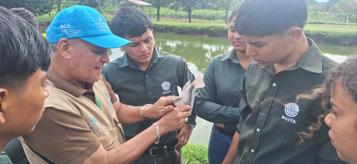 saghonduras's tweet photo. 1/3🔴 #SAG_EDUCATIVA: Estudiantes de Bachillerato del #SCITA, de Comayagua, fueron capacitados por #SAGPronagro, a través de la Cadena Piscícola-Tilapia 🐠, en toma de parámetros y análisis de calidad de agua. https://t.co/XBv10YrcwD