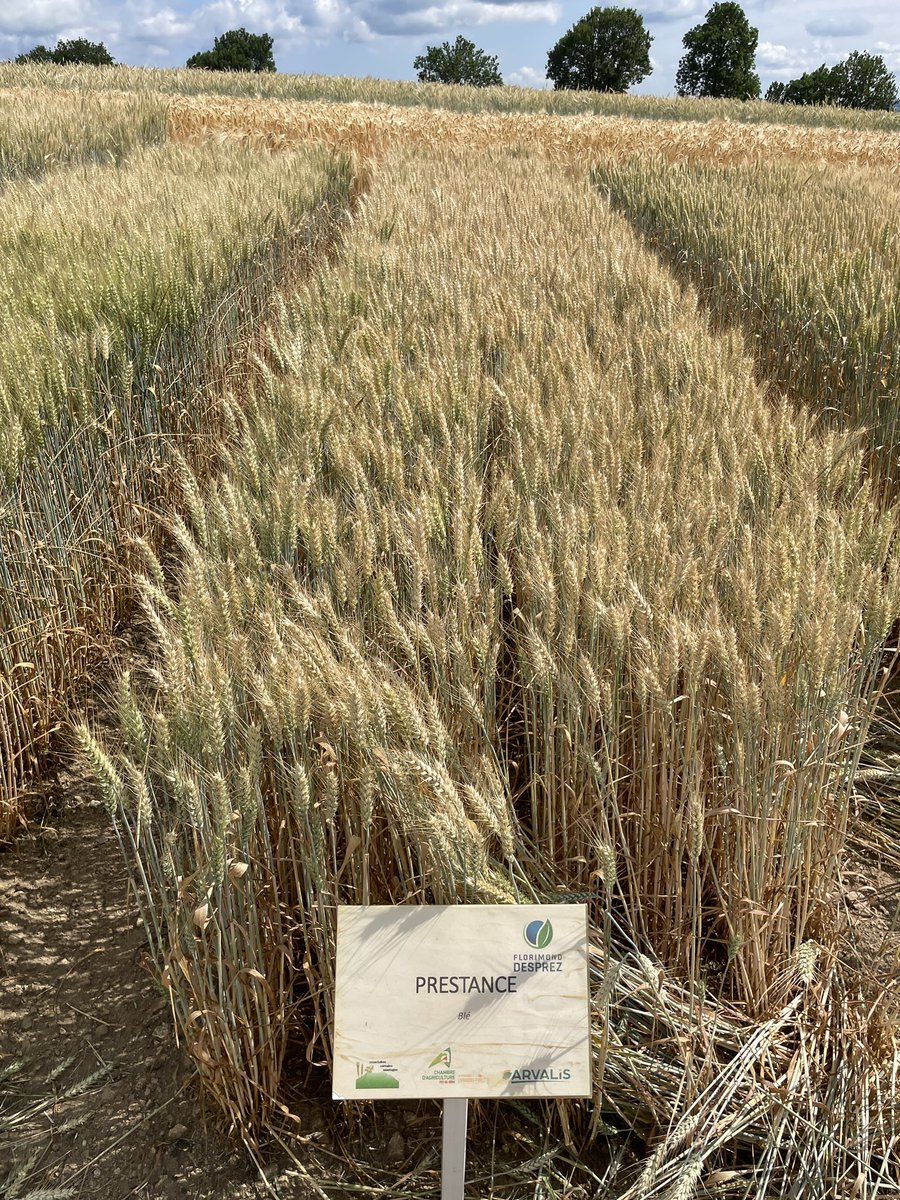 R_Hugon_43's tweet image. Visite de la plateforme essai @Arvalisofficiel dans le PuyDeDôme.
Même à plus de 1000m, le temps chaud a complètement grillé les blés.