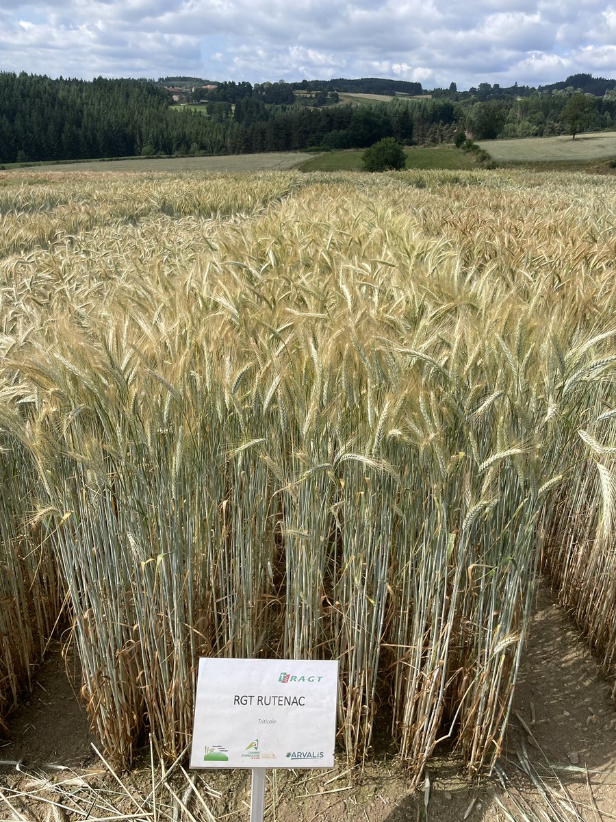 R_Hugon_43's tweet image. Visite de la plateforme essai @Arvalisofficiel dans le PuyDeDôme.
Même à plus de 1000m, le temps chaud a complètement grillé les blés.